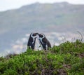 Loving penguin couple Royalty Free Stock Photo