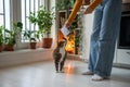 Loving pet owner giving liquid feed in pouch to adorable hungry cat. Love to domestic animals Royalty Free Stock Photo