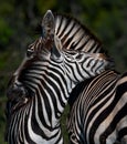 Zebra Mother and baby love Royalty Free Stock Photo