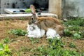 Loving rabbit is spud a white cat Royalty Free Stock Photo