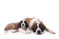 Loving Saint Bernard Puppies Together