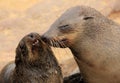 Loving seals Royalty Free Stock Photo