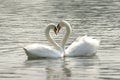 Loving swans Royalty Free Stock Photo