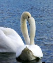 Loving swans