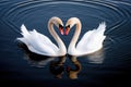 loving swans forming a heart shape on a serene lake