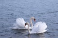 Loving swans