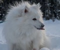Loving winter American Eskimo dog with a fluffy coat