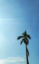 Low angel view of palm tree on sunny day Royalty Free Stock Photo