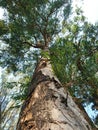 Low angel view - tree against sky