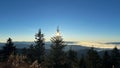 Low-angl view of a beautiful forest near the mountains Royalty Free Stock Photo