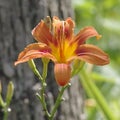 Closeup Macro Bold Orange Daylily Tiger Lily Abstract Bokeh Woods Background Selective Focus Royalty Free Stock Photo