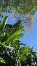 Low angle of banana and Tabebuia trees among other types of greenery in Amazon rainforst of Peru.