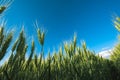 Low angle barley crop field