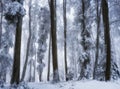 Low angle beautiful shot of the trees in the forest during the winter season Royalty Free Stock Photo