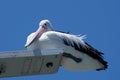 Low angle of a beautiful white black pelican sitting and lazing on the beach