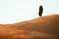 Low angle beautiful woman in long black dress barefoot walk up follow walk on golden Sahara desert dunes Royalty Free Stock Photo