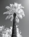 Stark Infrared Palm Tree in Black and White Royalty Free Stock Photo