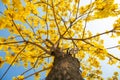 Blooming Guayacan or Handroanthus chrysanthus or Golden Bell Tree under blue sky Royalty Free Stock Photo