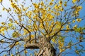 Blooming Guayacan or Handroanthus chrysanthus or Golden Bell Tree under blue sky Royalty Free Stock Photo