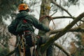Low angle camera of engineer climbing a large tree wearing safety gear. AIG42.