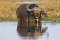 Low angle cape buffalo Royalty Free Stock Photo