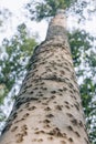 Low angle close up of the birch tree bark texture and green leaf Royalty Free Stock Photo