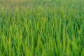 Close up fresh green leaves with drops of dew Royalty Free Stock Photo