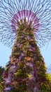 LOW ANGLE: Fascinating Supertree grove located in Garden by the Bay at dusk