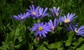 Low Angle Close up Purple Flowers in Grass Anemone blanda aka Grecian windflowers