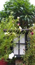 Low angle close-up shot of flowers on the boundary wall of the house and a wall light covered by the leaves.