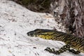 Low angle close-up shot of a Lace Monitor, commonly known as Tree Goanna Varanus varius