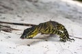 Low angle close-up shot of a Lace Monitor, commonly known as Tree Goanna Varanus varius Royalty Free Stock Photo