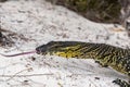 Low angle close-up shot of a Lace Monitor, commonly known as Tree Goanna Varanus varius Royalty Free Stock Photo