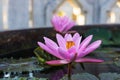 Low angle close-up shot of pink lotus flowers blooming beautifully in a concrete bath Royalty Free Stock Photo