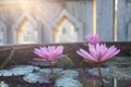 Low angle close-up shot of pink lotus flowers blooming beautifully in a concrete bath Royalty Free Stock Photo