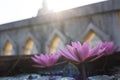 Low angle close-up shot of pink lotus flowers blooming beautifully in a concrete bath Royalty Free Stock Photo