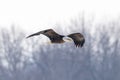 Low-angle closeup of a bald eagle flying with frozen trees blurred in the background