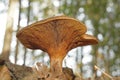 Low angle closeup on a brown or common roll-rim mushroom, Paxillus involutus, a basidiomycete fungus. Royalty Free Stock Photo