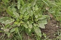 Low angle closeup on a fresh emerging garden sorrel, or sour dock, Rumex acetosa, a wild vegetable Royalty Free Stock Photo