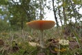 Low angle closeup on a highly toxic Fly agaric mushroom, Amanita muscaria, on the forest floor Royalty Free Stock Photo