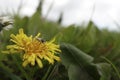 Low angle closeup on a male red-bellied minder solitary bee, Andrena ventralis sitting on a yellow dandelion flower