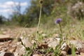 Low angle closeup on a Mediterranean common ball flower, Globularia bisnagarica