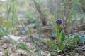 Low angle closeup on a Mediterranean common ball flower, Globularia bisnagarica