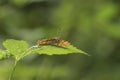 Low angle closeup on an orange colored European Comma butterfly, Polygonia c- album sitting with spread wings on a leaf Royalty Free Stock Photo