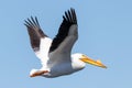 Low-angle closeup of a pelican flying in the sunlit, clear sky Royalty Free Stock Photo