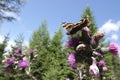 Low angle closeup on a red admiral butterfly, Vanessa atalanta drinking nectar from a purple thistle