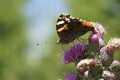 Low angle closeup on a Red Admiral butterfly, Vanessa atalanta sitting on a purple thistle