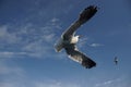 Low angle closeup shot of a beautiful wild osprey with big wings flying high in the sky Royalty Free Stock Photo