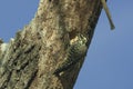 Low angle closeup shot of a cute woodpecker making a hole on a wooden trunk