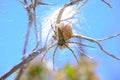 Low angle closeup shot of a Green lynx spider on a tree branch Royalty Free Stock Photo